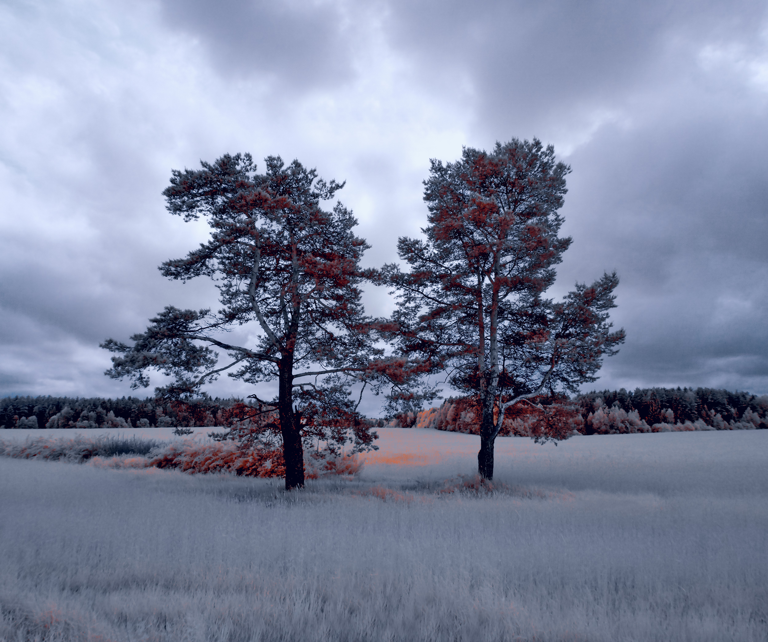 Two pine trees stood in a field 811a40a4 c881 4e41 a4d1 ad6e7e8a8a0d
